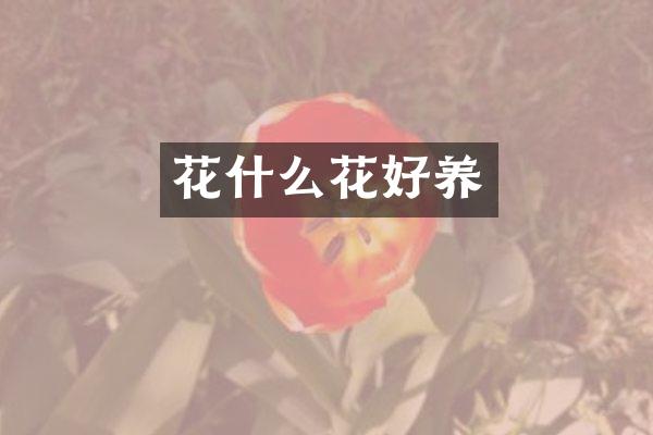 花什么花好养