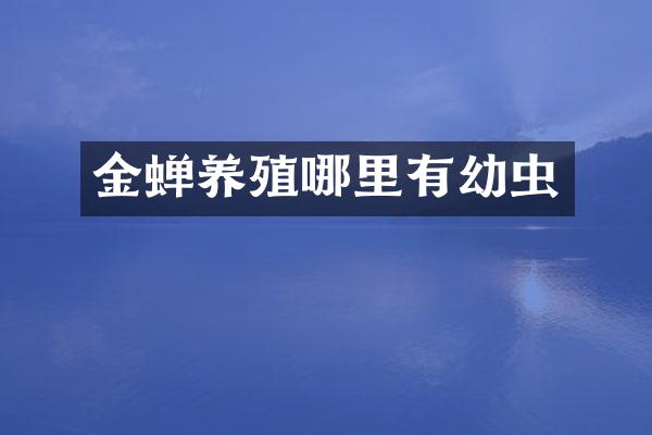 金蝉养殖哪里有幼虫