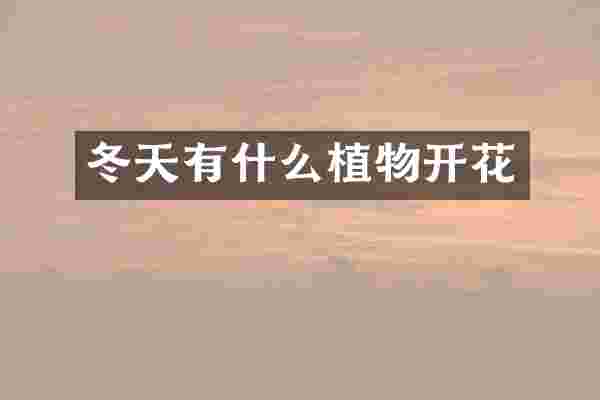 冬天有什么植物开花