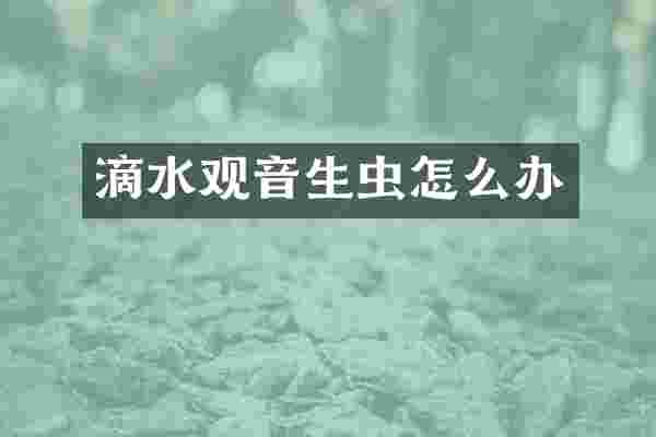 滴水观音生虫怎么办