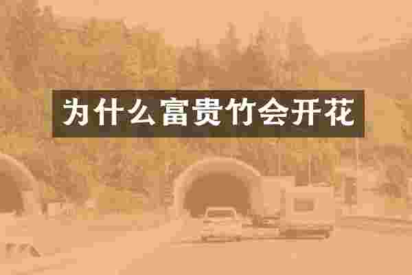 为什么富贵竹会开花