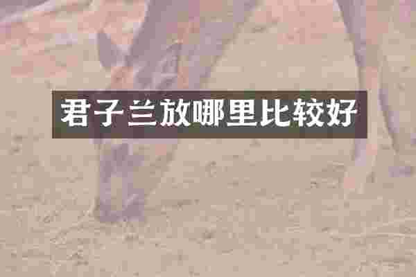 君子兰放哪里比较好