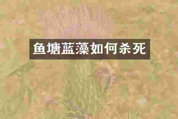 鱼塘蓝藻如何杀死