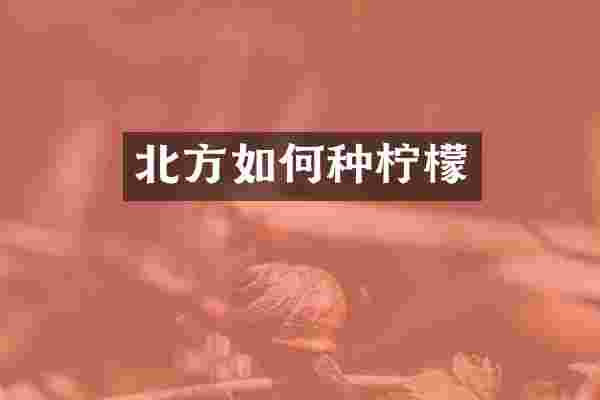 北方如何种柠檬