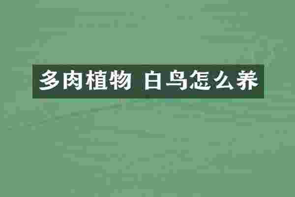 多肉植物 白鸟怎么养