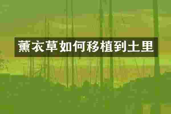 薰衣草如何移植到土里