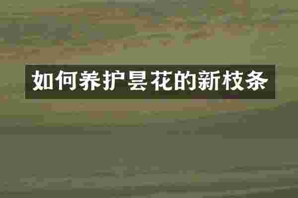 如何养护昙花的新枝条