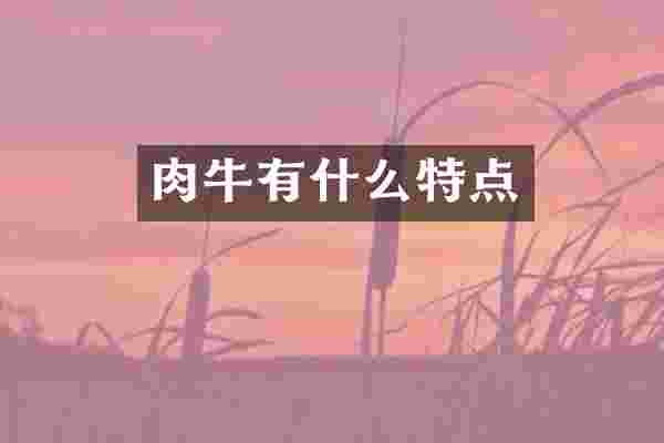 肉牛有什么特点