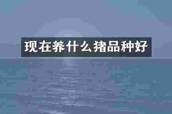 现在养什么猪品种好
