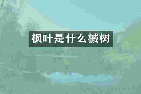 枫叶是什么槭树