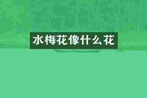 水梅花像什么花