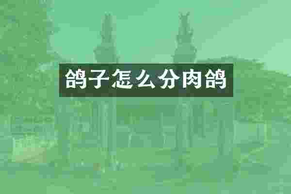 鸽子怎么分肉鸽