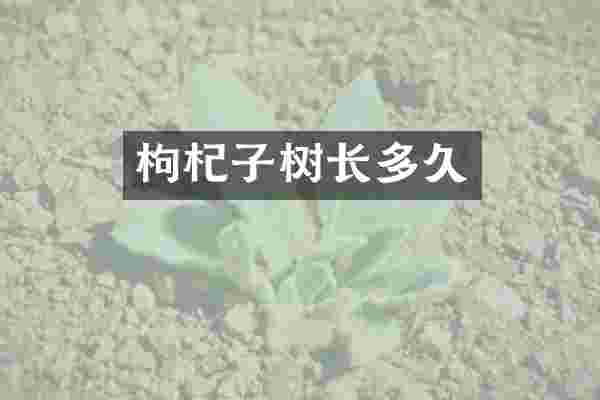 枸杞子树长多久