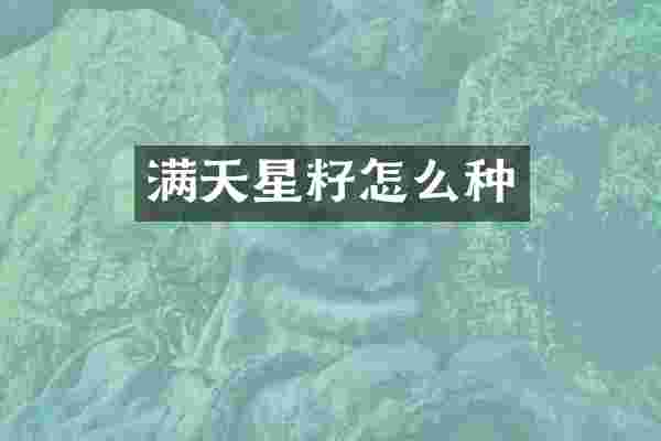 满天星籽怎么种