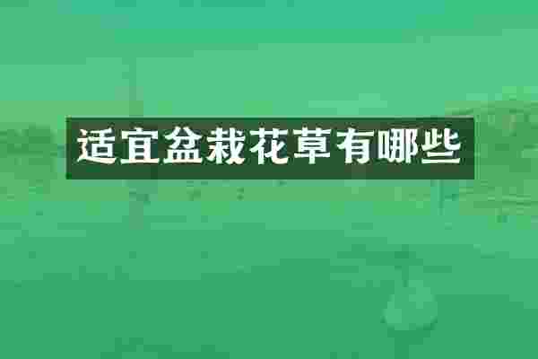 适宜盆栽花草有哪些