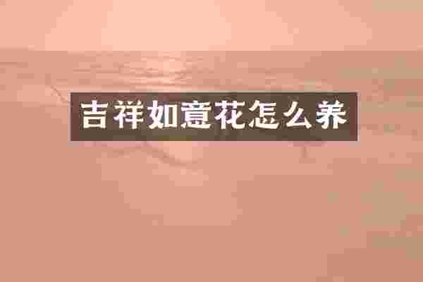 吉祥如意花怎么养