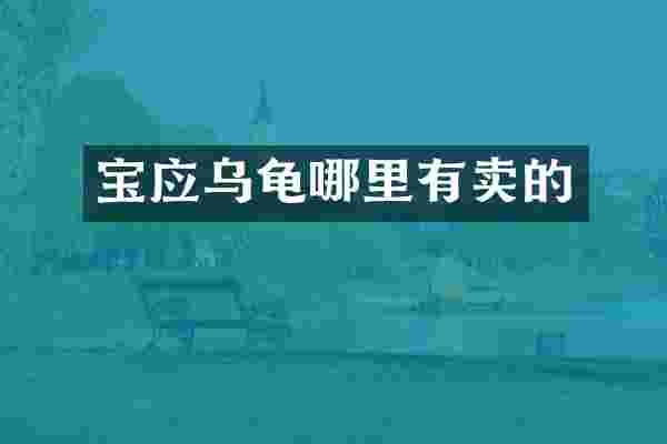 宝应乌龟哪里有卖的