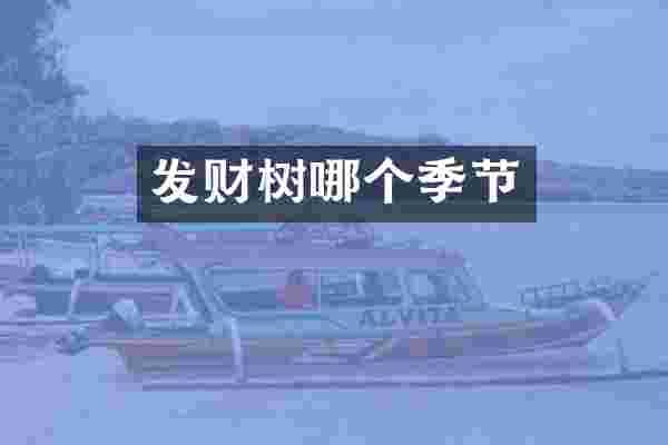 发财树哪个季节