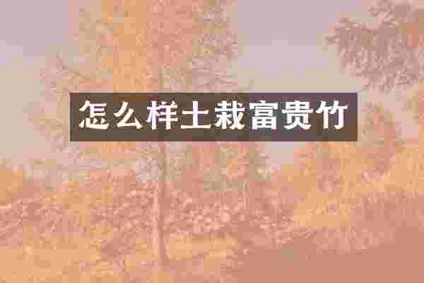 怎么样土栽富贵竹