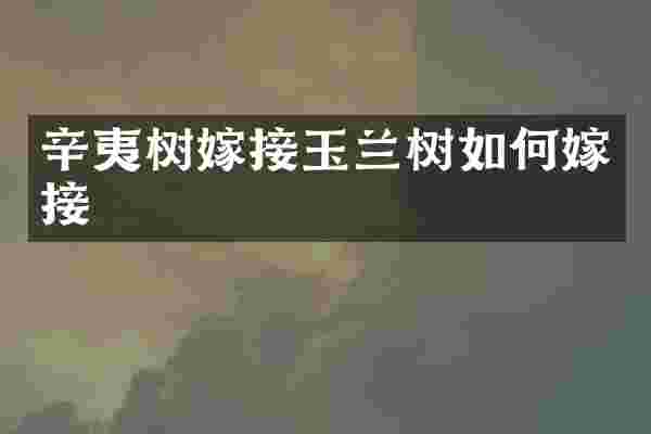 辛夷树嫁接玉兰树如何嫁接