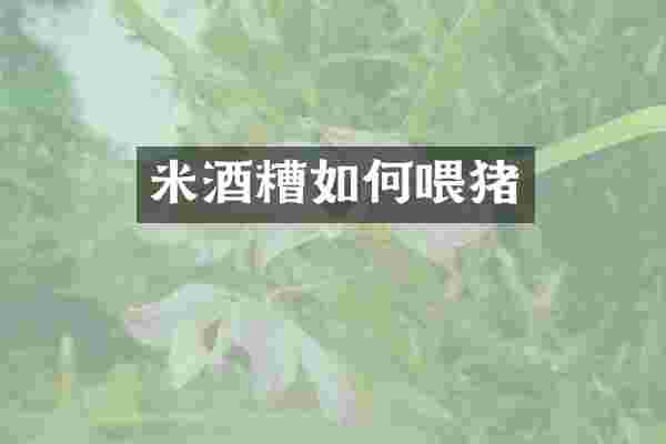 米酒糟如何喂猪