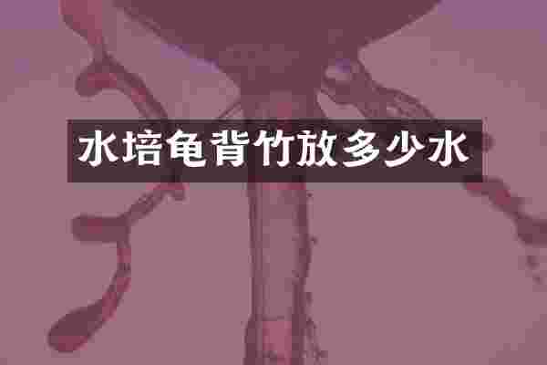 水培龟背竹放多少水