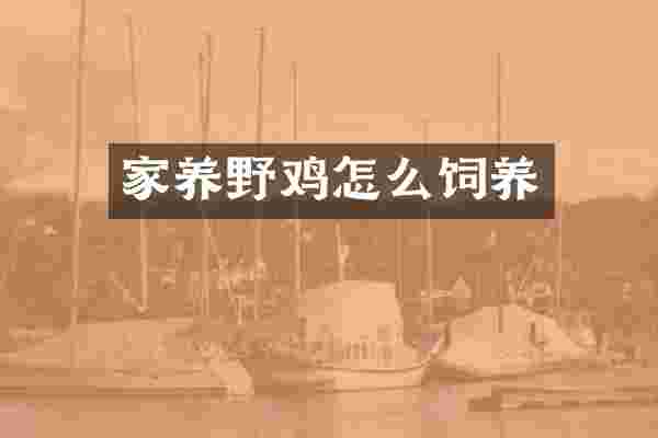 家养野鸡怎么饲养