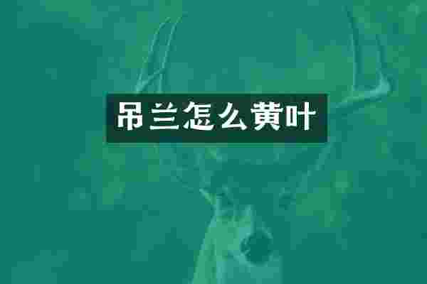 吊兰怎么黄叶