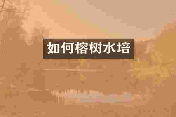 如何榕树水培