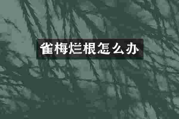 雀梅烂根怎么办