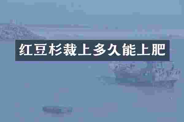 红豆杉裁上多久能上肥