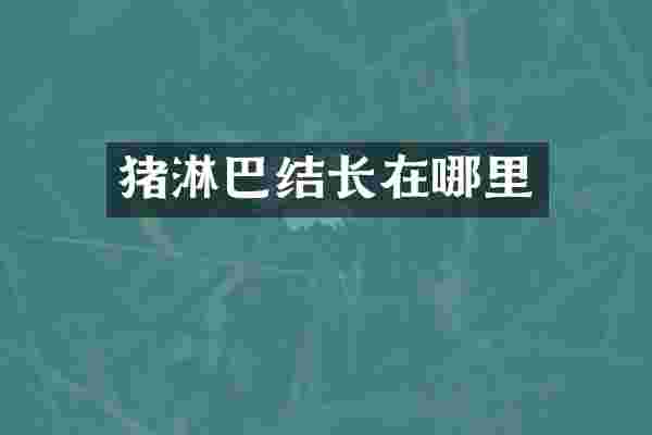 猪淋巴结长在哪里