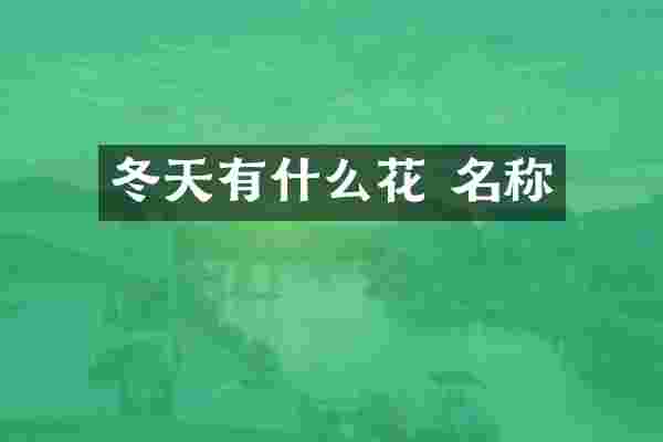 冬天有什么花 名称