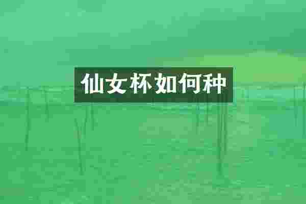 仙女杯如何种