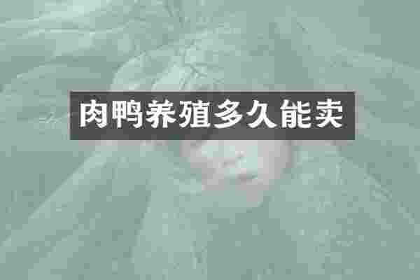 肉鸭养殖多久能卖