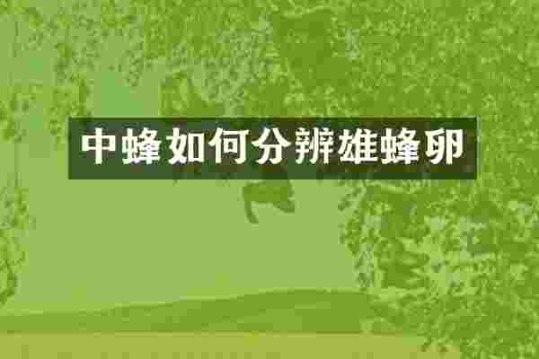 中蜂如何分辨雄蜂卵