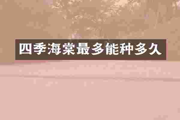 四季海棠最多能种多久