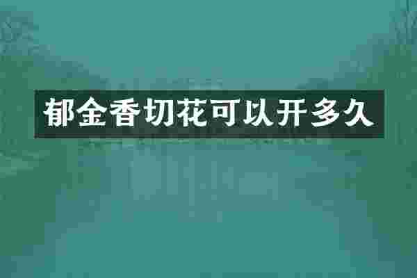 郁金香切花可以开多久