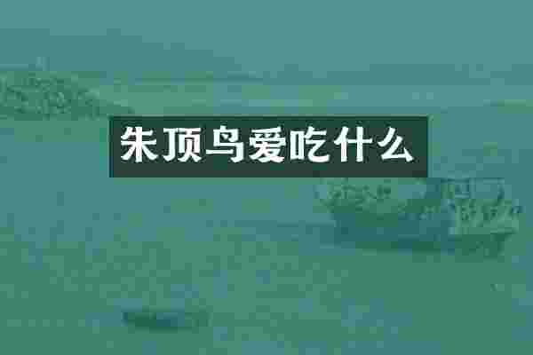 朱顶鸟爱吃什么