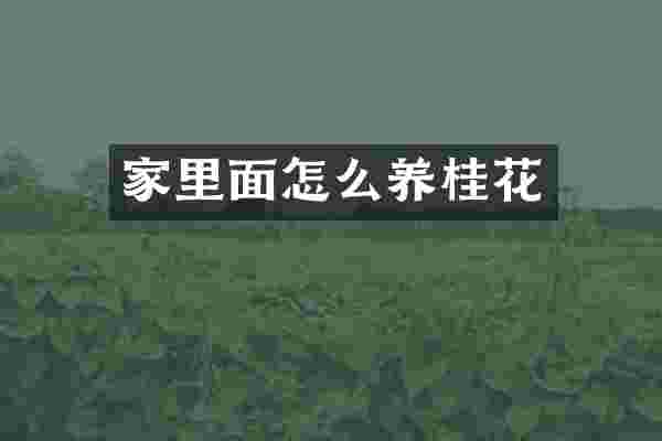 家里面怎么养桂花