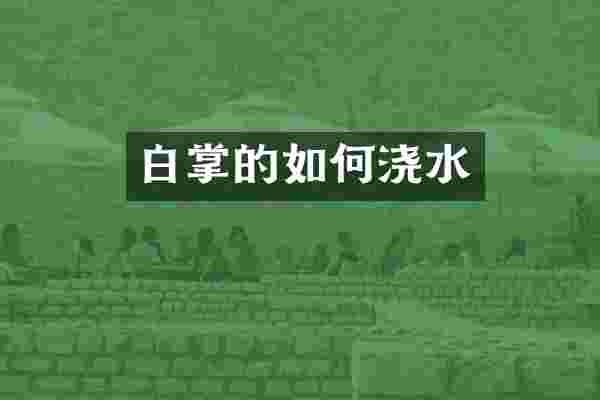 白掌的如何浇水