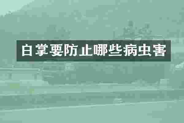 白掌要防止哪些病虫害