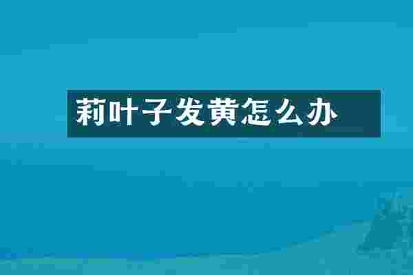 苿莉叶子发黄怎么办