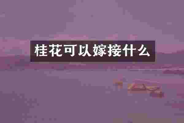 桂花可以嫁接什么