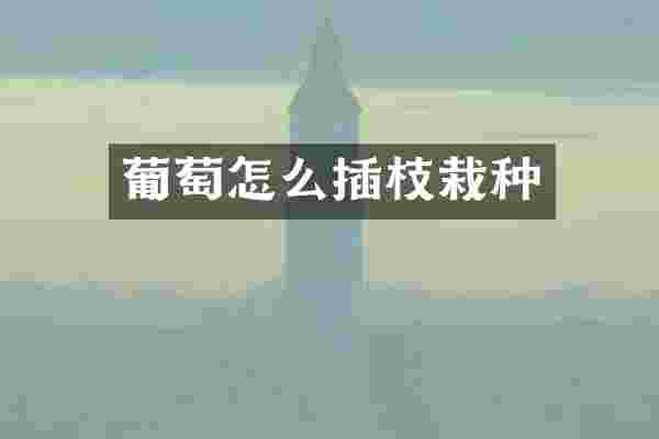 葡萄怎么插枝栽种