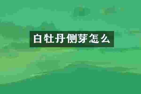 白牡丹侧芽怎么