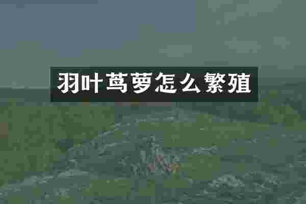 羽叶茑萝怎么繁殖
