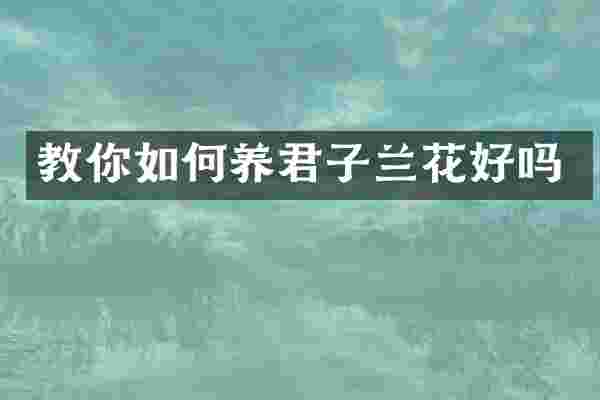 教你如何养君子兰花好吗