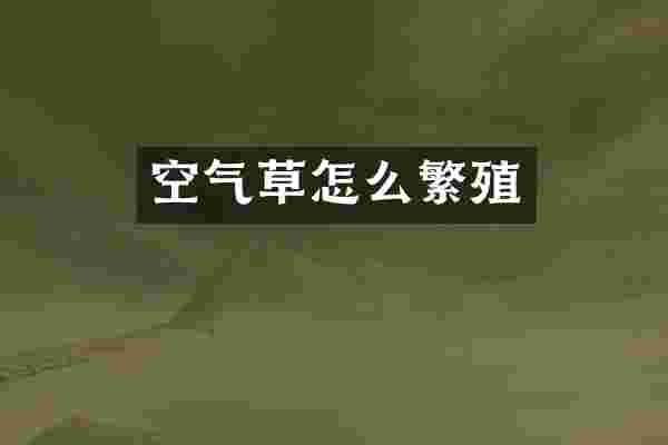 空气草怎么繁殖
