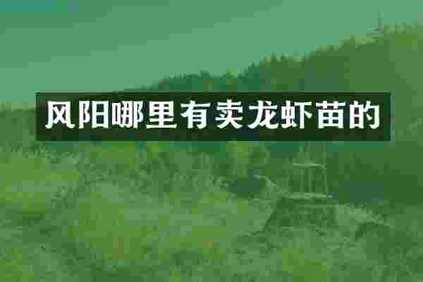 风阳哪里有卖龙虾苗的